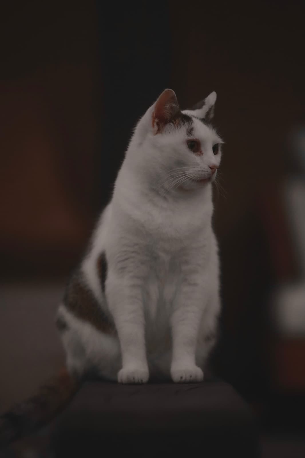 Katze sitzt aufmerksam