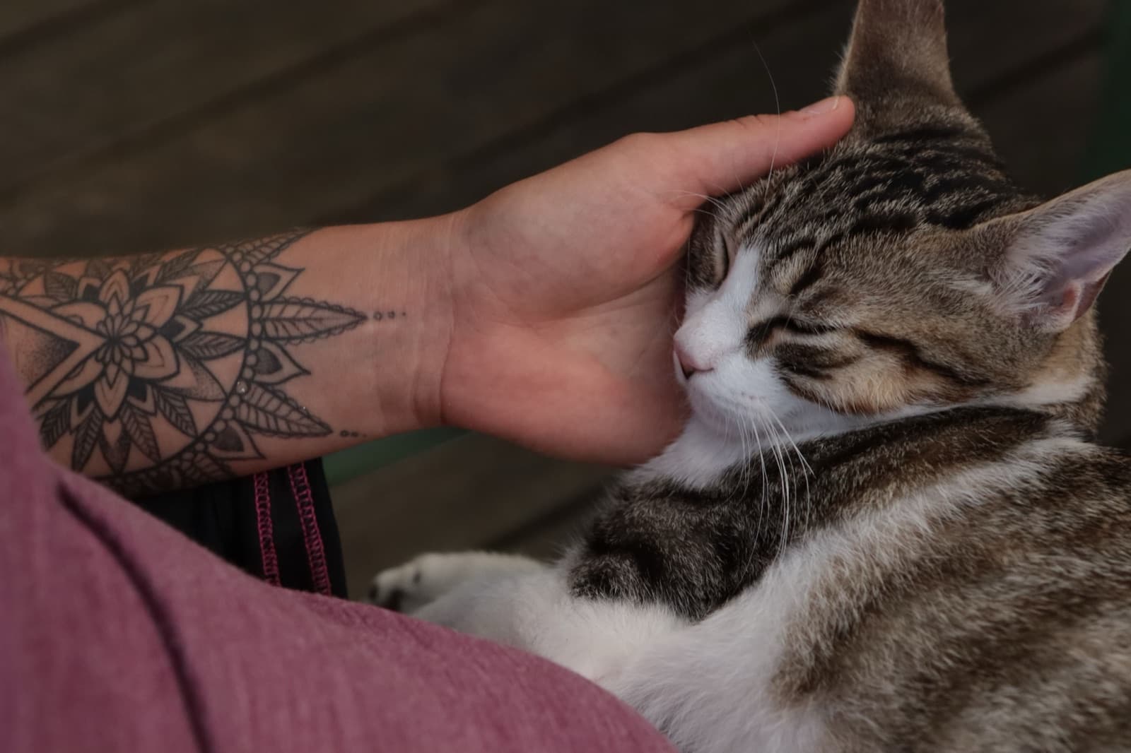 Katze wird liebevoll gehalten