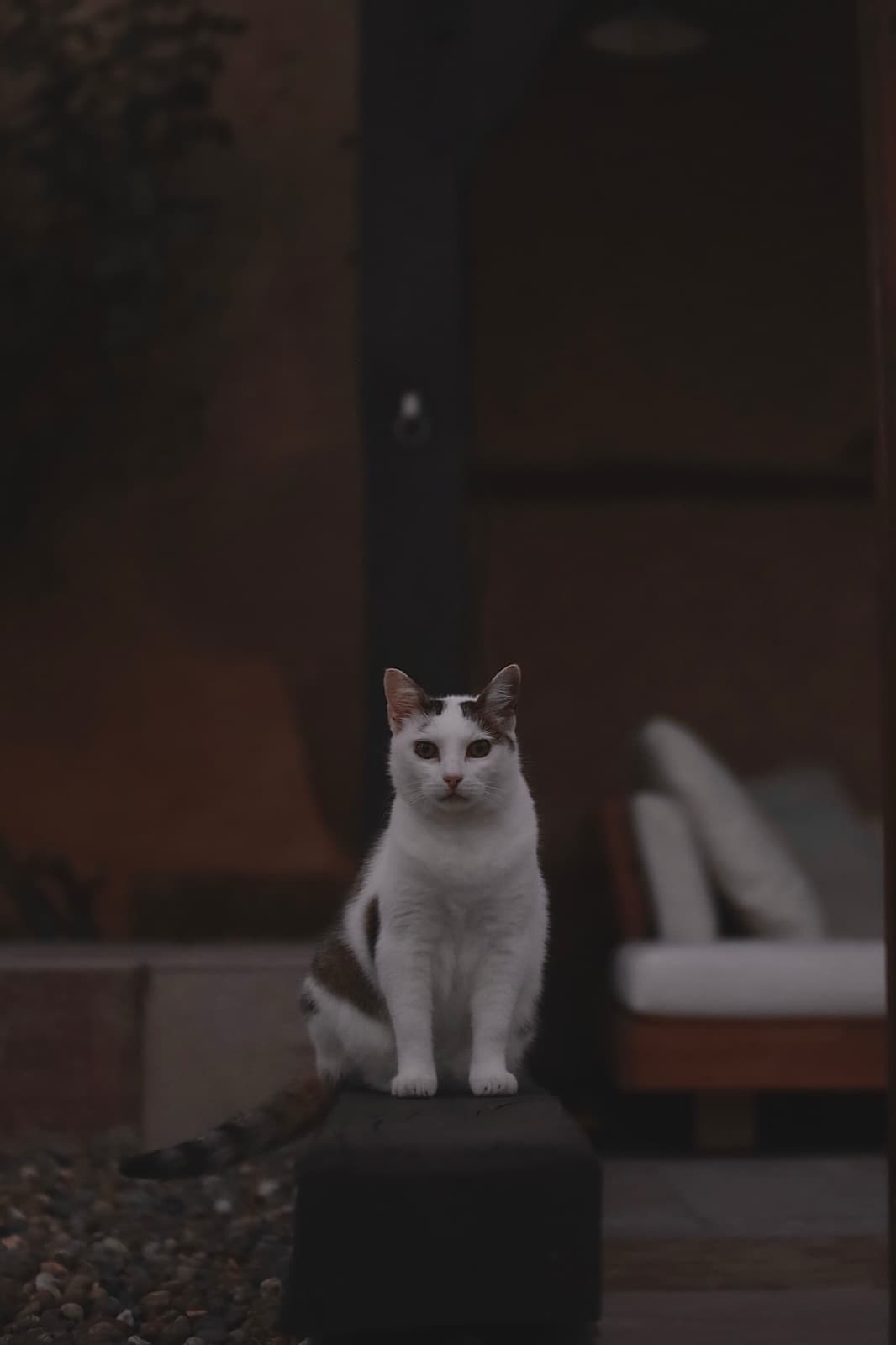 Katze auf der Terrasse